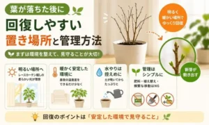 葉が落ちた観葉植物の回復方法を解説する図解|明るい置き場所・適切な水やり・管理のポイント