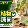 冬の寒さで葉が黄色くなり落葉した観葉植物｜室内でも起こる葉落ちと弱りの危険サイン