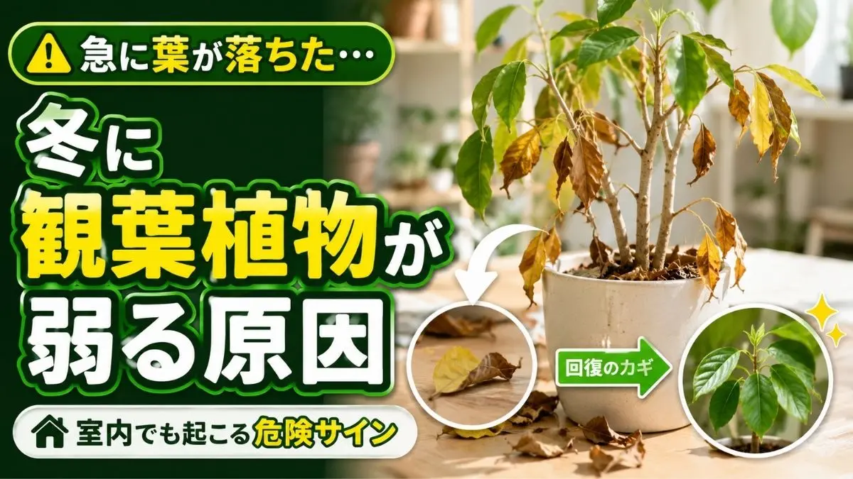 冬の寒さで葉が黄色くなり落葉した観葉植物｜室内でも起こる葉落ちと弱りの危険サイン