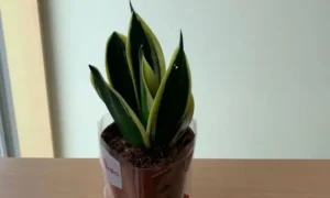 ダイソーで購入したサンスベリアを室内で育成中|実際に管理している観葉植物
