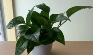 ナフコで購入したポトスを実際に室内で育てている様子