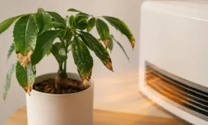 暖房の温風で葉先が枯れ始めたパキラ|冬の乾燥ダメージの症状