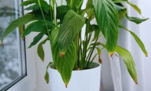 観葉植物の葉先が茶色く枯れる症状|乾燥ストレスで起こる葉の変化