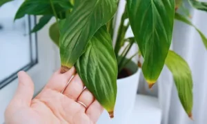 暖房の風で葉先が茶色くなった観葉植物|乾燥による水分不足の症状