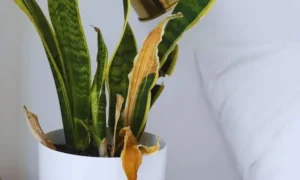冬の窓際で葉が傷んだサンスベリア|寒暖差によるダメージの症状
