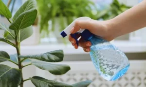 葉先が茶色い観葉植物に葉水をする様子|冬の乾燥と水切れ対策
