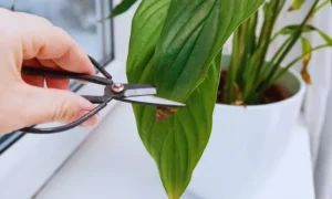 茶色くなった葉先を手入れする観葉植物|冬の乾燥ダメージを防ぐ対策イメージ