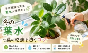 冬の室内で葉水をする観葉植物|暖房による乾燥対策のイメージ