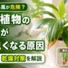 暖房の風で観葉植物の葉先が茶色く枯れる様子を拡大表示した比較画像。冬の乾燥による葉先トラブルと改善のポイントを解説