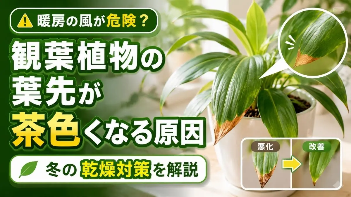 暖房の風で観葉植物の葉先が茶色く枯れる様子を拡大表示した比較画像。冬の乾燥による葉先トラブルと改善のポイントを解説