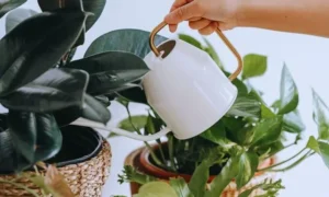 観葉植物の冬の水やり失敗で根腐れが起きる原因を示した比較画像|受け皿の水や黄葉に注意