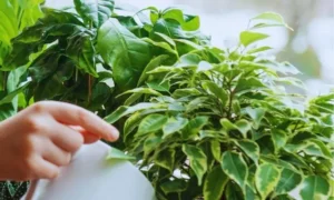 冬の観葉植物に毎日水やりするリスクを解説するイメージ|水のあげすぎによる根腐れに注意