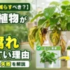 冬の観葉植物が根腐れする原因を比較で解説。水やりしすぎによる葉の黄変や根腐れ症状、正しい冬管理のポイントがわかる画像。