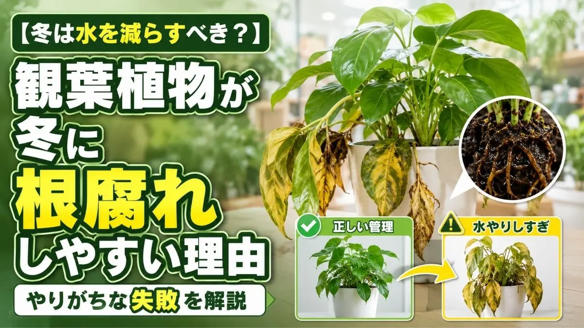 冬の観葉植物が根腐れする原因を比較で解説。水やりしすぎによる葉の黄変や根腐れ症状、正しい冬管理のポイントがわかる画像。
