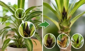 ドラセナの新芽が黒くなる症状を拡大比較した画像。根腐れや寒さによるダメージ、復活できる症状の見分け方を解説。