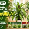 ドラセナの新芽が黒く変色した症状を比較しながら、復活できるケースと危険な根腐れサインを解説するイメージ画像