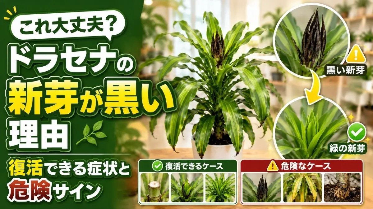 ドラセナの新芽が黒く変色した症状を比較しながら、復活できるケースと危険な根腐れサインを解説するイメージ画像