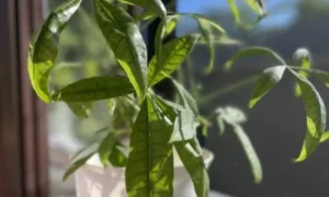 葉が細く丸まったパキラの様子｜水不足だけではない不調サインを見分けるポイント