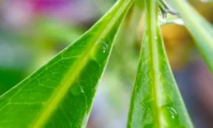 パキラの葉が内側に丸まり始めた様子｜水不足の初期サインを確認