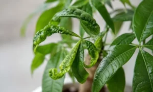 縮れて丸まったパキラの葉｜病気や害虫が疑われる異常な症状の例