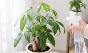葉が丸まったパキラに葉水を与える様子｜環境を整えて回復を目指す対処法