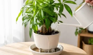 パキラにたっぷり水を与える様子｜鉢底までしっかり潤す正しい水やり方法