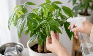 パキラの葉裏を確認しながら葉水で害虫対策をする様子｜早期発見と対処のポイント