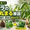 葉が丸まったパキラと原因別の見分け方を解説するアイキャッチ画像｜水不足・根腐れ・害虫の症状比較
