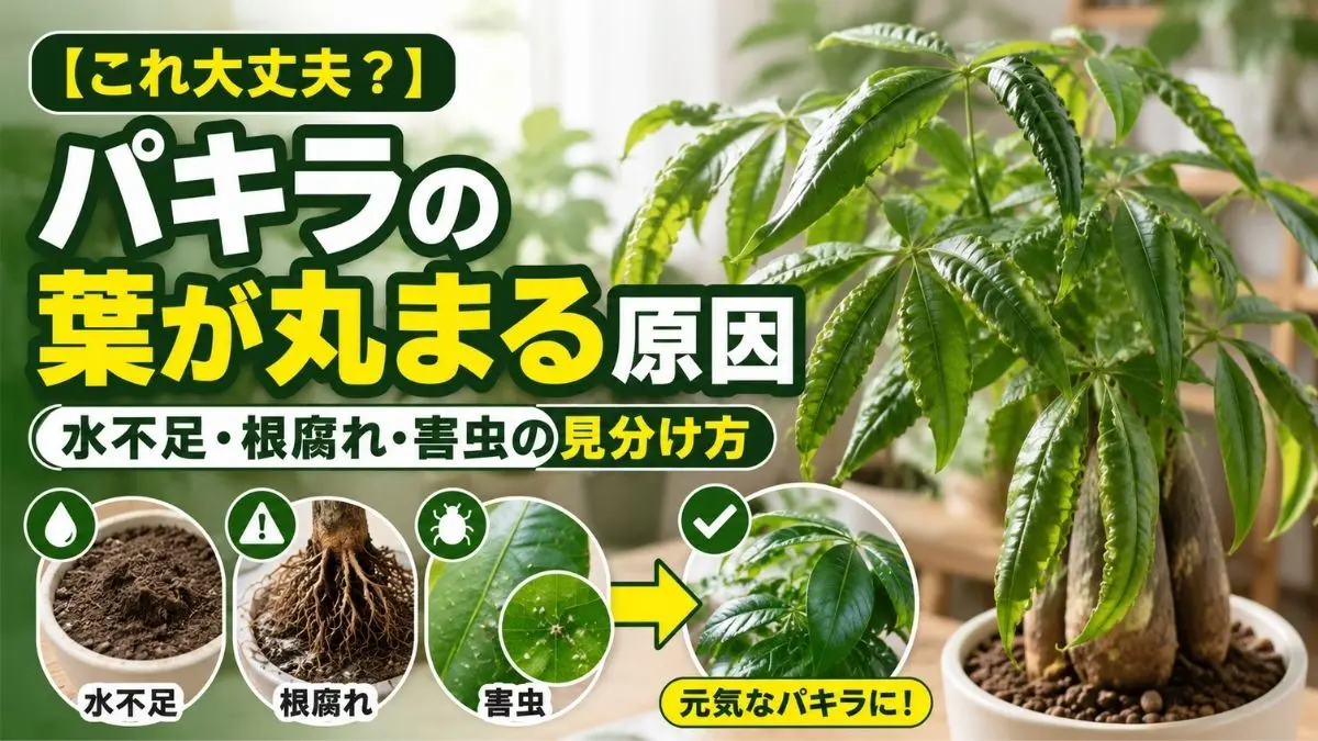 葉が丸まったパキラと原因別の見分け方を解説するアイキャッチ画像｜水不足・根腐れ・害虫の症状比較