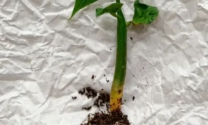 根元が黄色く変色したパキラの苗。植え替えが必要な危険サインや根腐れとの違いを確認している様子。