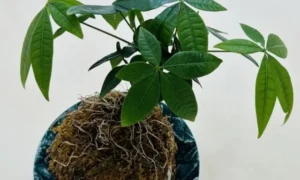 根が鉢いっぱいに回ったパキラ。植え替え不足による根詰まりや葉の不調の原因を確認するイメージ。