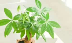 購入直後の元気なパキラ。植え替えが必要なケースとそのまま育ててよいケースを見分けるためのイメージ。