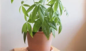 植え替え後に葉がしおれて元気をなくしたパキラ。失敗後の回復方法や見直したい管理ポイントを紹介する写真