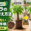 パキラの植え替え前後を比較したイメージ。根詰まりのサインや植え替えのタイミング、初心者向けの手順を解説する画像