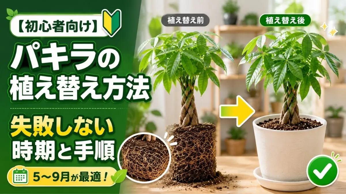 パキラの植え替え前後を比較したイメージ。根詰まりのサインや植え替えのタイミング、初心者向けの手順を解説する画像