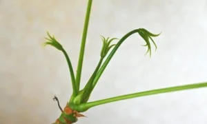 パキラの新芽が出ない原因を解説するための写真。新芽が開かず成長が止まったように見えるパキラの先端部分。