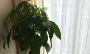 窓際に置かれたパキラ。日照不足によって新芽の成長が遅くなったり止まったりする原因を解説するイメージ写真。