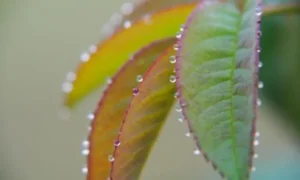 葉が開かず変色気味のパキラの新葉。光不足や水やり、温度変化によって葉の成長が止まる原因を解説するイメージ写真。