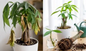 枯れかけて葉が垂れたパキラと、剪定や植え替えで回復したパキラを比較した写真。復活できる症状と対処法を解説するイメージ。