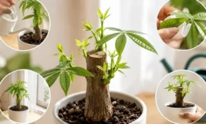 パキラに新芽が出たら注意したい管理方法