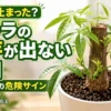 新芽が出たパキラと黄色く弱った葉を比較したアイキャッチ画像。パキラの新芽が出ない原因や枯れる前の危険サインを解説。