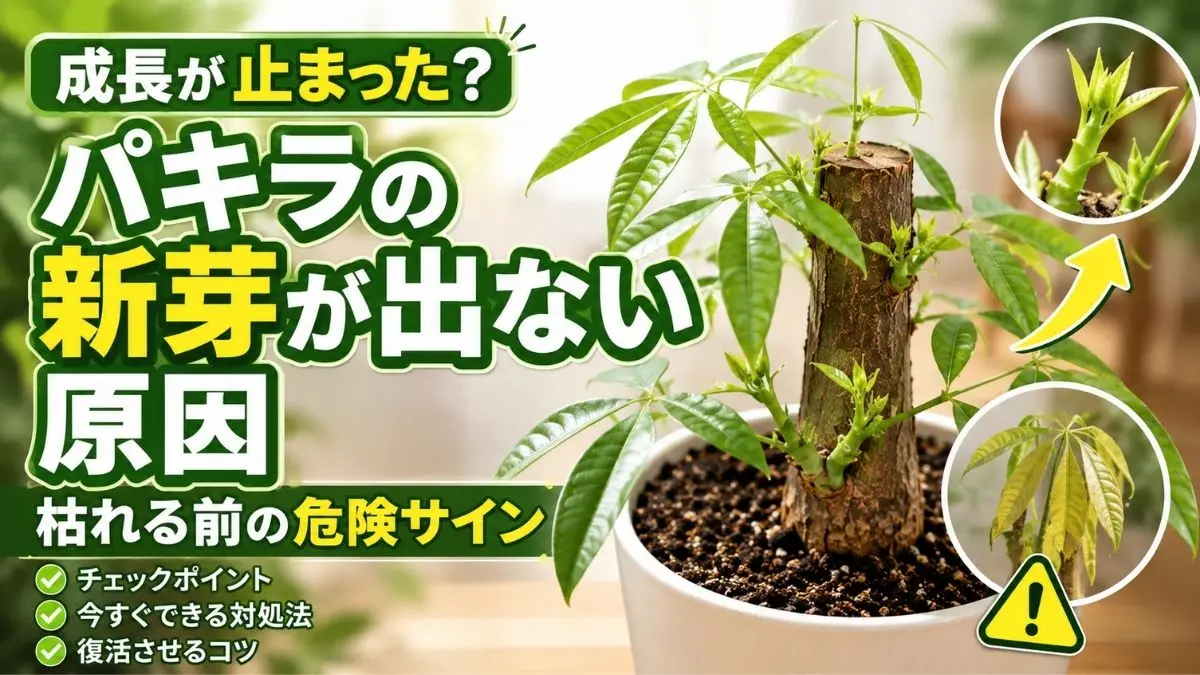 新芽が出たパキラと黄色く弱った葉を比較したアイキャッチ画像。パキラの新芽が出ない原因や枯れる前の危険サインを解説。