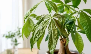 葉がしわしわに縮れたパキラの様子。水不足だけでなく根腐れや根詰まりなどが原因で葉が変形している状態。
