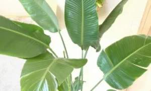 オーガスタの葉が裂けない時の見分け方｜元気な葉と異常な葉の違いがわかる写真