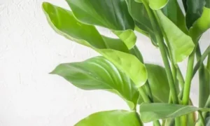オーガスタの新芽が開かない時に確認したい葉の状態と成長の様子