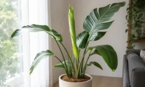 明るい室内で育つオーガスタ。健康な新芽と自然に裂けた葉から回復の様子が分かる写真