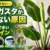 オーガスタの葉が裂けない・元気ない原因を分かりやすく解説した記事のアイキャッチ画像。新芽や置き場所、水やりなど室内管理のポイントを紹介