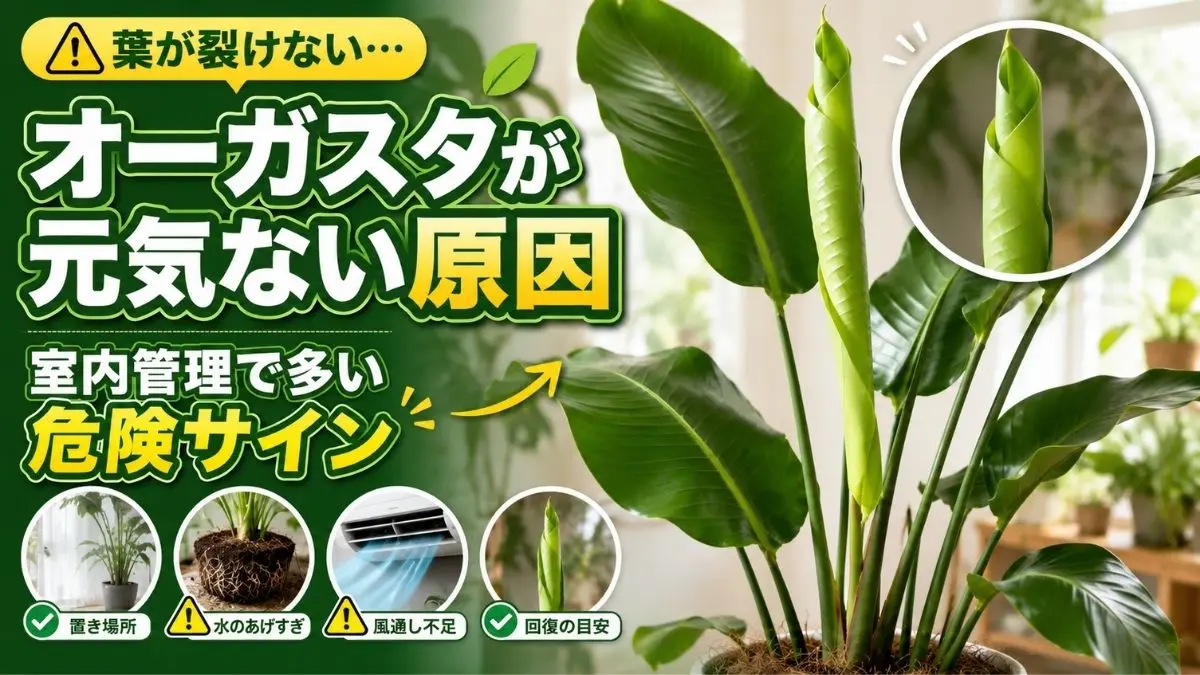 オーガスタの葉が裂けない・元気ない原因を分かりやすく解説した記事のアイキャッチ画像。新芽や置き場所、水やりなど室内管理のポイントを紹介