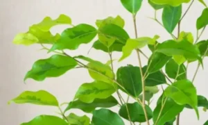 ベンジャミンの新芽が出ない原因を解説するアイキャッチ画像。葉色や新芽の状態から成長の様子を確認できる