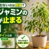 新芽が出ないベンジャミンの成長停止の原因を解説するアイキャッチ。葉先の枯れ・カイガラムシ・根詰まりの症状と、回復前後の比較をわかりやすく紹介。